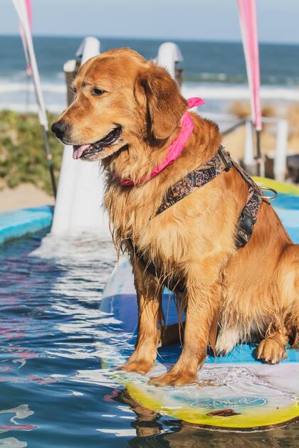 ¿Soñás con una playa donde tu mejor amigo sea protagonista? Yes! es el lugar.
