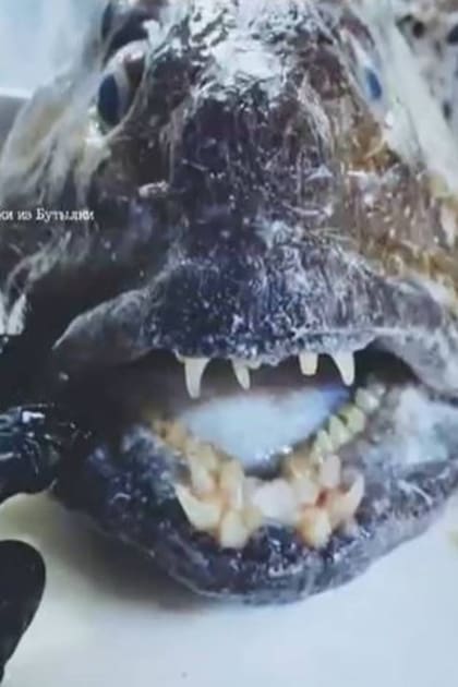 "Sonreí, te estamos filmando", escribió un usuario en los comentarios del ruso que capturó este extraño ejemplar de anguila lobo de las profundidades del mar