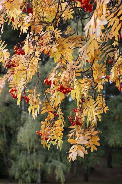Sorbus aucuparia