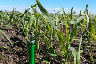 La proteína más barata del verano