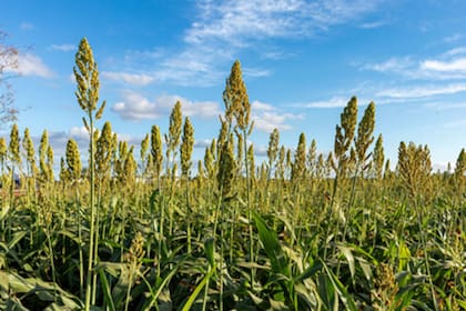 Sorgo escobero: “Se trata de una variedad obtenida por mejoramiento genético conjuntamente con INTA Manfredi en Córdoba y que se la llama Petaco INTA"