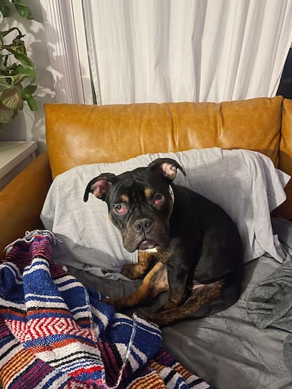 Sorprendentemente, la cachorra estaba en muy buen estado de salud.