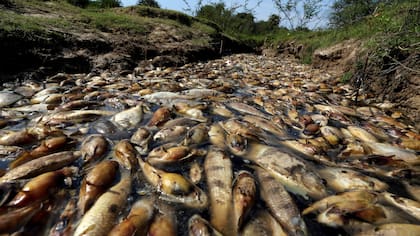 Sorpresiva y elevada cantidad de peces muertos en el río Confuso, cerca de Asunción, Paraguay