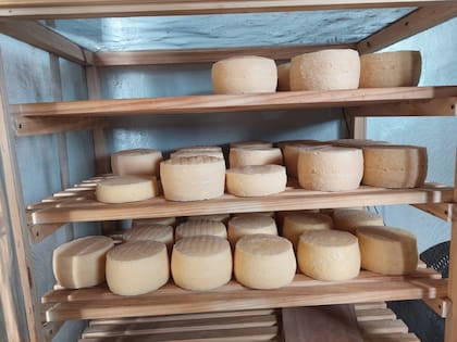 En la Patagonia: ordeñando a mano, comenzó con tres vacas lecheras y hoy hace un queso que es furor 23 Sorzana elabora un queso de su autoría de leche cruda y fermentos naturales