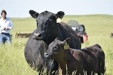 “Que produzcan a full”: el contundente consejo de un experto para aprovechar los altos precios de los terneros