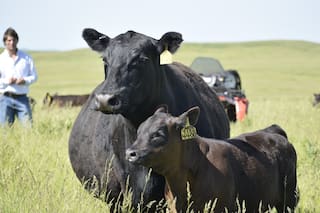 El contundente consejo de un experto para aprovechar los altos precios de los terneros