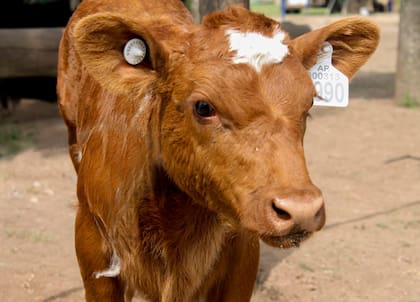 Sostienen que el 80% de los criadores tiene menos de 150 madres y que el impacto económico es desmedido