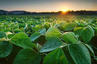 Pronosticaron una cosecha récord y más dólares, pero un economista hizo una dura advertencia