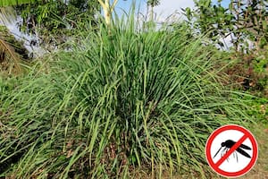 “Soy jardinero y esta es la planta que debe tener en su jardín para alejar a los mosquitos”