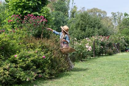 "Soy una fanática y amante de las rosas. Me divierto muchísimo tratando de conseguir esa rosa que tal vez nadie tiene y, después de lograrlo, compartirla", comenta Connie.