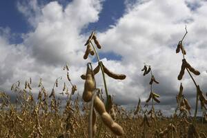 La producción de soja en Estados Unidos podría ser la más baja en tres años