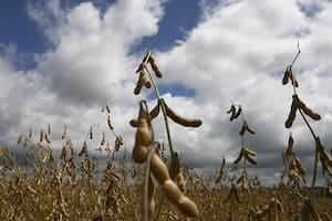 El precio de la soja volvió a caer en la Bolsa de Chicago y quedó en el nivel más bajo desde principios de diciembre