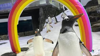 Sphen y Magic se volvieron famosos como símbolo de la igualdad