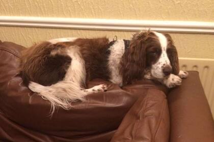 Spike sufrió dos derrames cerebrales que le dejaron secuelas, entre ellas la imposibilidad de subir escaleras sin riesgos.