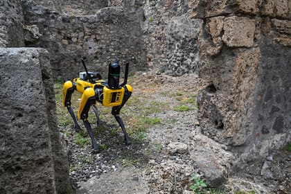 "Spot", un robot cuadrúpedo desarrollado por Boston Robotics, se muestra  durante una presentación a los medios en el Parque Arqueológico de Pompeya, cerca de Nápoles, en el sur de Italia. Spot es parte de una de las últimas operaciones de seguimiento de las estructuras arqueológicas, capaz de inspeccionar los espacios más pequeños con total seguridad, recopilando y registrando datos útiles para el estudio y planificación de intervenciones