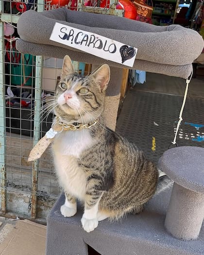 Sr. Carolo apareció en un negocio de Valparaíso luego de un temblor.