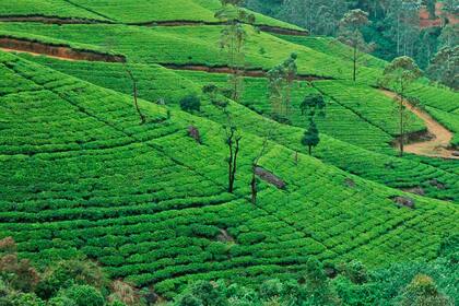 Sri Lanka produce anualmente alrededor de 340 millones de kg de té