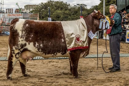 La raza Shorthorn, pionera en el país