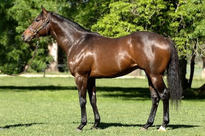 Star Dabbler, el padrillo de mayor éxito hoy en la cabaña cercana a San Antonio de Areco