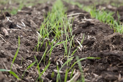 Una buena regulación permite obtener óptimos resultados