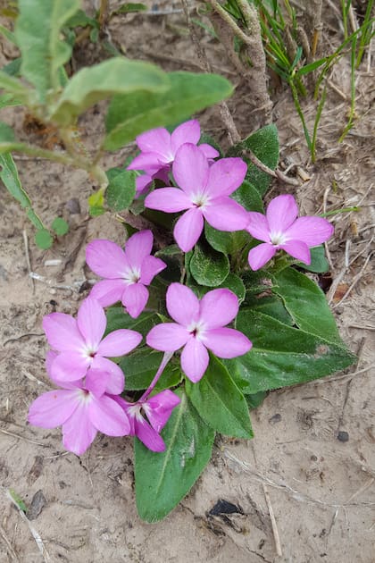 Stenandrium dulce tiene flores bellas y abundantes en verano.
