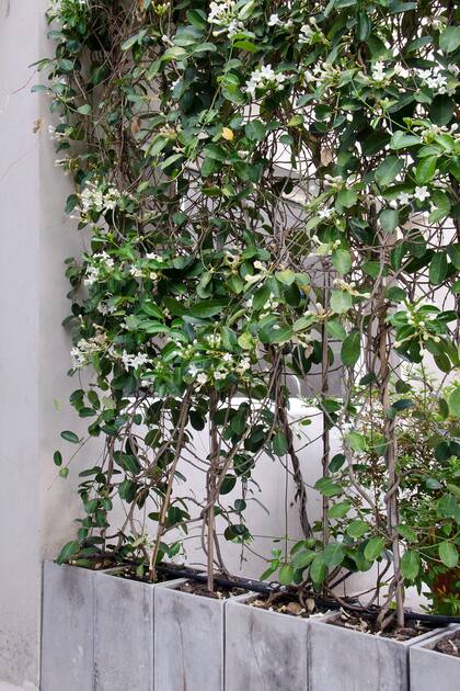 Stephanotis floribunda necesita buen suelo, buena humedad, media sombra y temperaturas que no bajen de 0°C