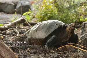 La fantástica tortuga de Galápagos que se creía extinta hace más de cien años