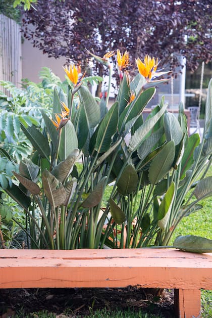 Sterlitzia aporta altura sin volumen excesivo