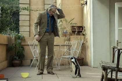 Steve Coogan interpreta al protagonista de Lecciones de un pingüino