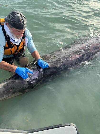 Steve McCulloch examina el cuerpo de la ballena picuda