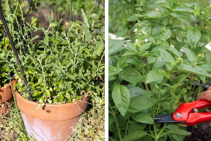Stevia y albahaca, dos aromáticas que necesitan resguardo ante los primeros fríos