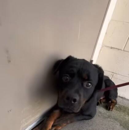 Stewie logró tener una segunda oportunidad gracias a los rescatistas (Foto: Orange County Animal Services)