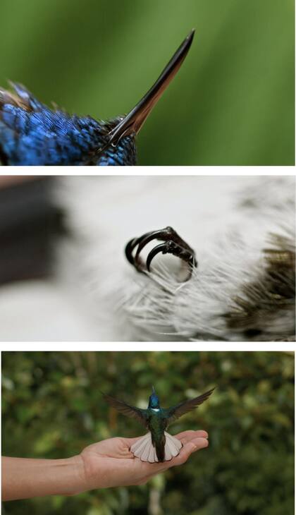 Stills del video De las cenizas (2019), de Donna Conlon, que se exhibirá en la sección Video Project