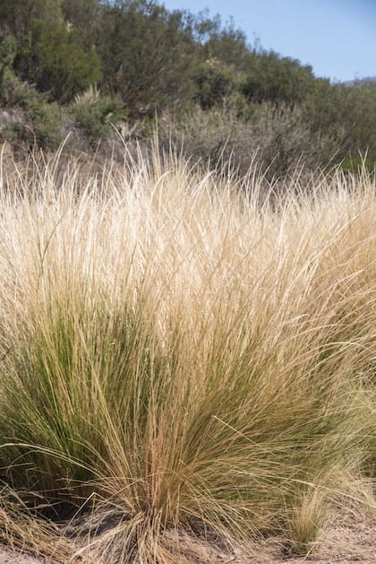 Stipa ichu o paja brava es una gramínea autóctona que resulta ideal para amortiguar sonidos en zonas secas y bordes de caminos