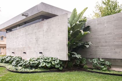 Strelitzia nicolai: monumental, elegante, perfecta para patios de escala moderna