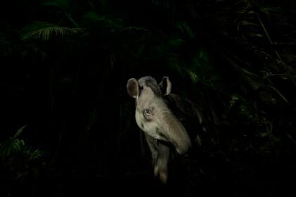Strike the pose: un tapir se asoma en la foresta brasileña