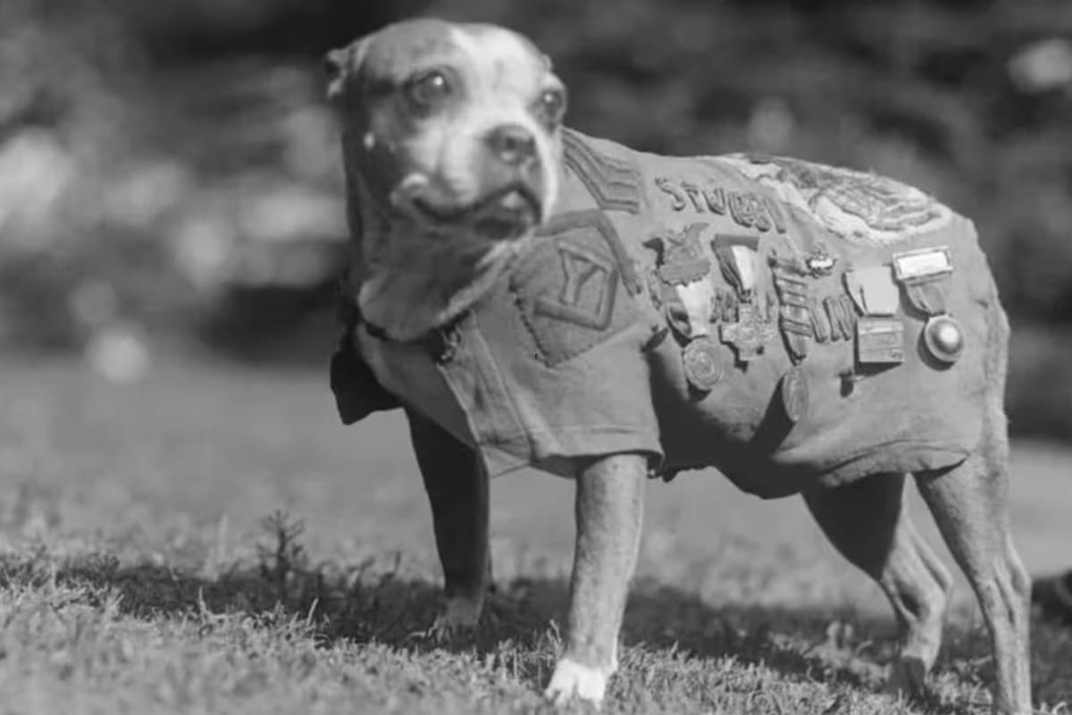 Stubby Rats La increÃble vida de Stubby, el perro que salvó vidas y fue condecorado ...