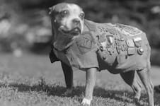 La increíble vida de Stubby, el perro que salvó vidas y fue condecorado como un héroe de guerra 