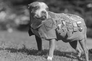 La increíble vida de Stubby, el perro que salvó vidas y fue condecorado como un héroe de guerra