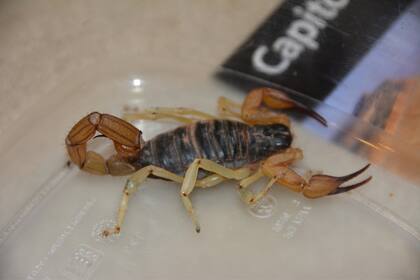 Su actividad se intensifica entre mayo y octubre, cuando las noches son más cálidas