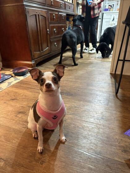 Su antiguo tutor confirmó que la había abandonado en el cementerio junto con sus pertenencias porque estaba enfermo y no podía cuidarla.