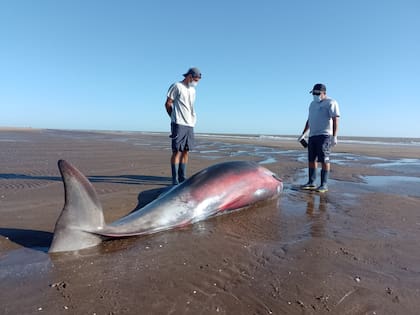 Su aparición en las costas es muy inusual