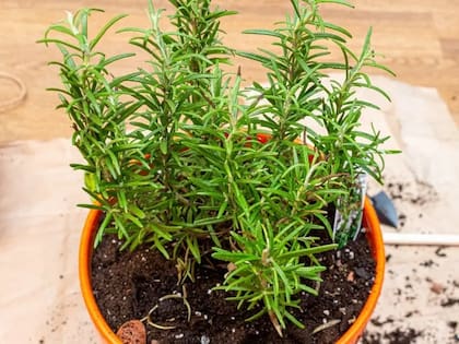 Su aroma característico puede ahuyentar a las serpientes