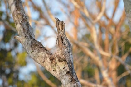 Su aspecto, comportamiento y canto misterioso ha inspirado leyendas folclóricas en regiones rurales de Sudamérica.