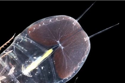 Su aspecto cristalino llama la atención (Foto KJ Osborn/Smithsonian)