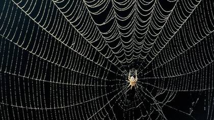 Su capacidad de crear redes es asombrosa