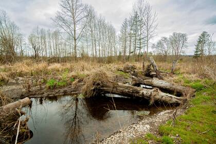 Su capacidad para modificar el entorno a su favor tiene un impacto significativo en el equilibrio ecológico, fomentando la biodiversidad y la creación de hábitats complejos. (Canva)