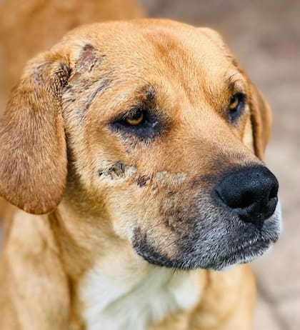 Su cara estaba completamente lastimada de las incontables veces que se había lanzado hacia arriba.