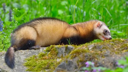 Su cuerpo largo y delgado y su naturaleza curiosa les permite meterse en agujeros y túneles, algo que los humanos y muchos perros no pueden hacer bien