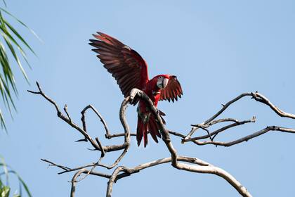 Su desplazamiento junto a sus hermanos marcó el registro más austral conocido para la especie en la Argentina